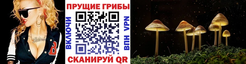 Галлюциногенные грибы прущие грибы  где найти наркотики  Шатура 